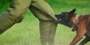 animal attack attorneys